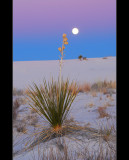 DSC_5245ss.jpg