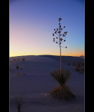 DSC_5284ss.jpg