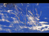 DSC_2001ss.jpg
