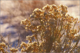 DSC_2013ss.jpg