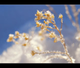 DSC_2025ss.jpg