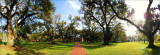 Oak Alley Plantation afternoon sunlight