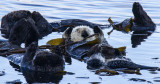 ex_white_faced_sea_otter_cropped__MG_6768.jpg