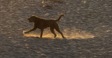 ex_beach_dog_sand_spray_sunset__Z6A7567.jpg