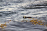 exi!!!! sea otter eating big clam _MG_1754.jpg