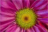 exi!!!! focus stack 20 images purple flower yellow center.jpg