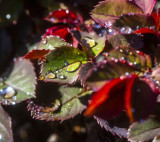 ex!!!! water drops on colorful leaves great bokah _Z6A1517.jpg