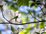 Olympus Images