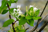 Nature as I see it
