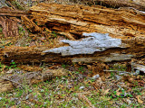 The Beauty of Wood