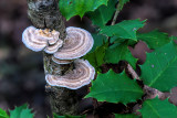 Woodland Scenes