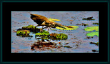 404 = Pond heron on hunting = IMG_5303.jpg