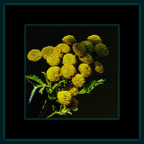1197 = DSCN4106.jpg