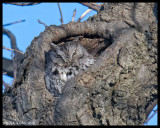 Screech Owls / Petits ducs maculés