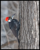 WOODPECKERS / PICS/HUMMERS