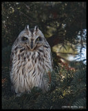 Short-eared Owls / Hiboux des marais