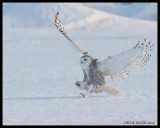 Snowy Owls/Harfangs des neiges