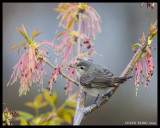 VIREOS