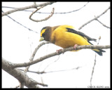 FINCHES