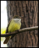 FLYCATCHERS / MOUCHEROLLES