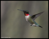 LOCAL  HUMMERS