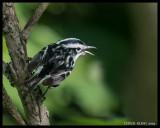 WARBLERS / PARULINES