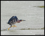 AQUATIC BIRDS / OISEAUX AQUATIQUES