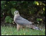 RAPTORS / RAPACES