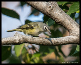 VIREOS