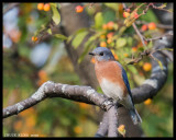 THRUSHES / GRIVES