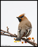 WAXWINGS, KINGLETS, LARKS
