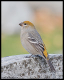 SPARROWS, BLACKBIRDS, ETC.