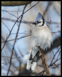 JAYS, CROWS, RAVENS