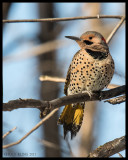 WOODPECKERS / PICS/HUMMERS