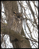 Great Horned Owl /Grand-Duc