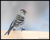 FINCHES