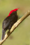 Helmeted Manakin