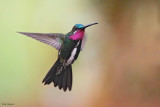 Stripe-breasted Starthroat