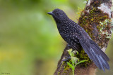 Large-tailed Antshrike 