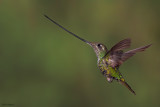 Sword-billed Hummingbird