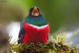 Masked Trogon