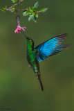 Great Sapphirewing