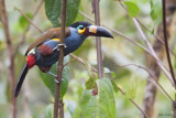 Plate-billed Mountain-Toucan