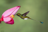 Booted Racket-Tail