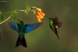 Great Sapphirewing and Buff-Winged Starfrontlet