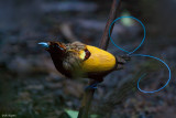 Magnificent Bird of Paradise