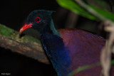 Green-naped Pheasant-pigeon