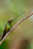 Sword-billed Hummingbird