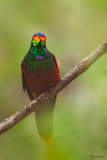 Rainbow Starfrontlet