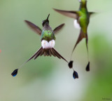 Booted Racket-Tail